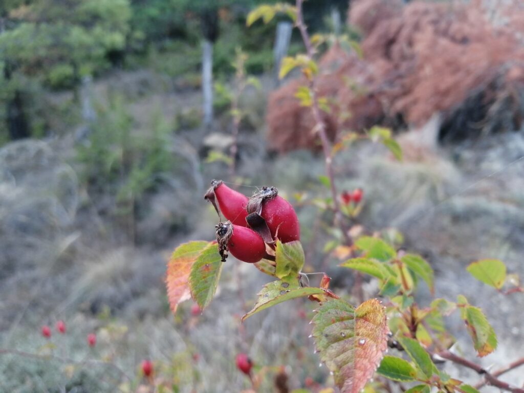macerado de escaramujos