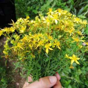 planta medicinal de hipérico