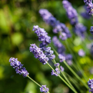 Lavanda propiedades y usos medicinales