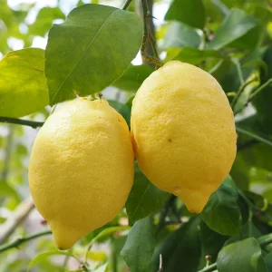 limon