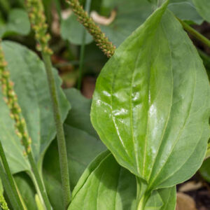 planta medicinal llantén