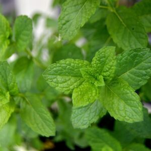 menta usos y tratamientos medicinales