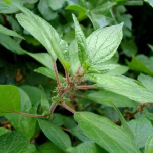 Parietaria propiedades medicinales