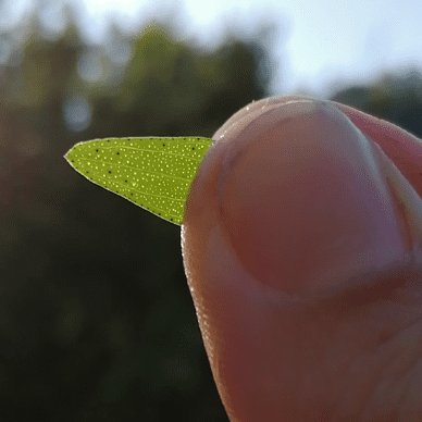 Teoría de las signaturas y hoja de hipérico medicinal y