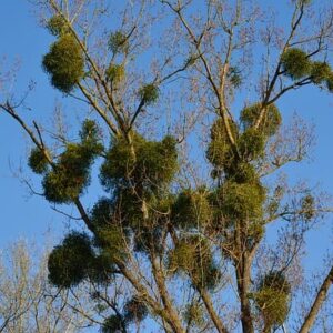 Teoría de las signaturas y crecimiento del muérdago