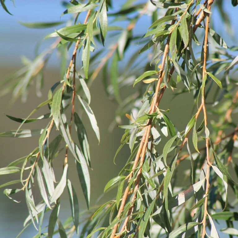 Receta de tintura de corteza de sauce Saraplantas
