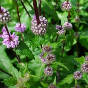 Propiedades y usos medicinales de la menta