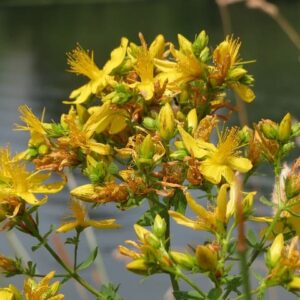 Flores medicinales de hipérico