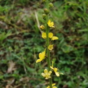 agrimonia planta con propiedades medicinales