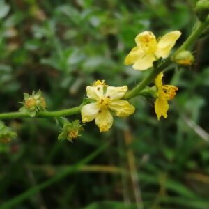 Flor medicinal de la agrimonia