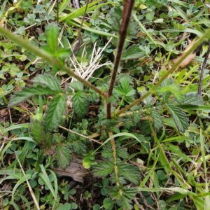 Hojas de la planta medicinal agrimonia