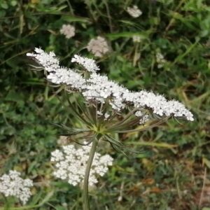 Planta medicinal, flor de zanahoria silvestre