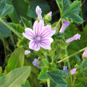 propiedades medicinales malva