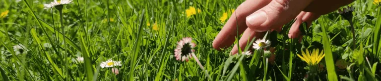 Aprender sobre plantas medicinales