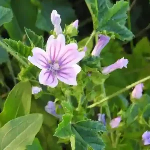 propiedades medicinales del la malva