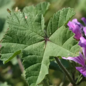 Hoja de malva