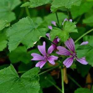 malva planta medicinal