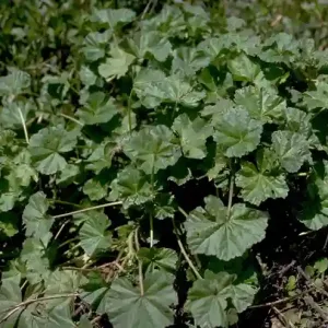 Hojas de malva