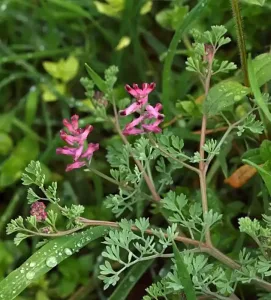 fumaria officinalis