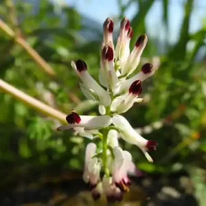 fumaria capreolata