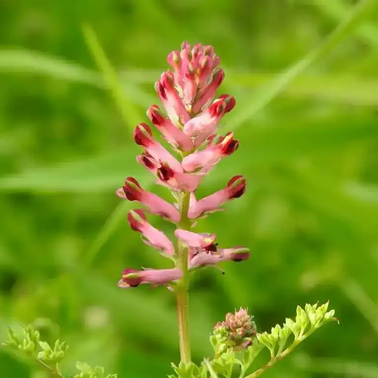 propiedades medicinales de la fumaria