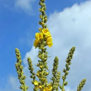 propiedades medicinales del gordolobo