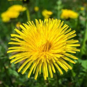 flor medicinal de diente de leon