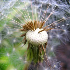 Fruto de diente de león