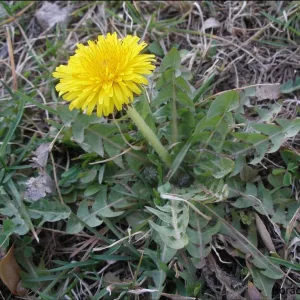 diente de león planta medicinal