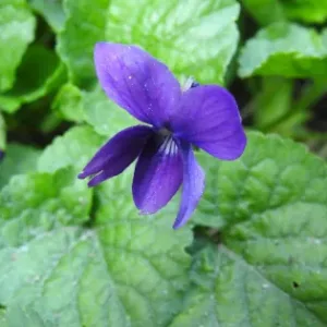 violeta flor propiedades medicinales