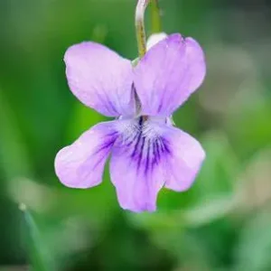 flor de violeta propiedades medicinales