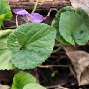 violeta hojas propiedades medicinales