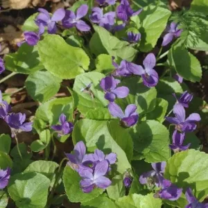 planta de violeta propiedades medicinales