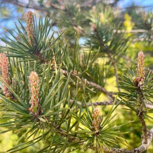 propiedades medicinales del pino silvestre