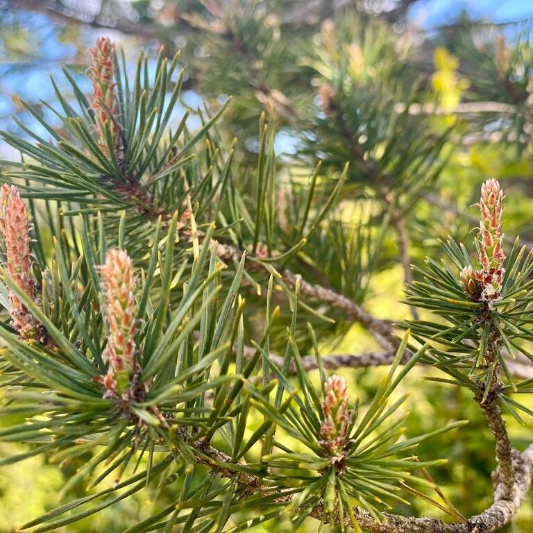 propiedades medicinales del pino silvestre